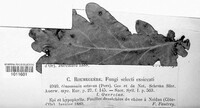 Gnomonia setacea image